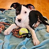 adopt a pet