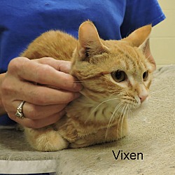 Thumbnail photo of Vixen #2