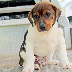 Thumbnail photo of Dozer~adopted! #2