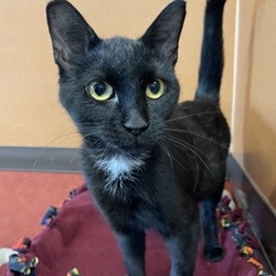 rochester mn craigslist pets