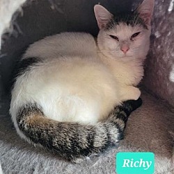 Thumbnail photo of Richy #1