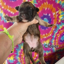 Thumbnail photo of Clover #2