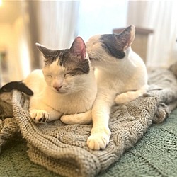 Thumbnail photo of Rusty and Poe: Bonded Lap Kitties #2