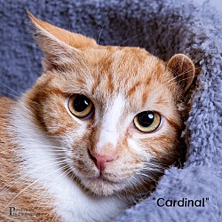 Thumbnail photo of Cardinal #4