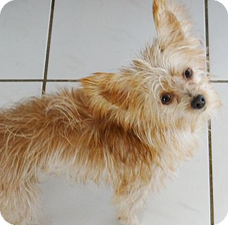 yorkie rescue inland empire