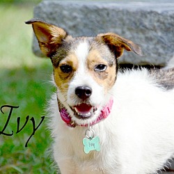 Thumbnail photo of Ivy #3