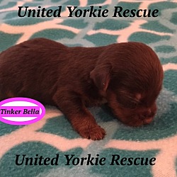Thumbnail photo of Tinker Bella #1