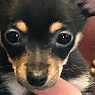 Chihuahua Puppies - Chihuahua Rescue And Adoption Near You