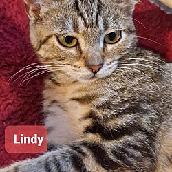 Photo of Lindy