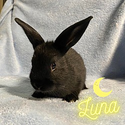 Photo of Luna