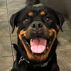 Photo of ROXIE