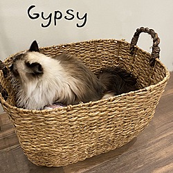 Thumbnail photo of Gypsy PENDING #3