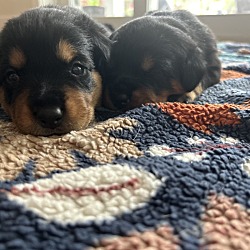 Photo of Puppies