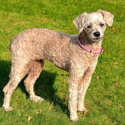 Thumbnail photo of BONNIE 9 LBS. POODLE #4