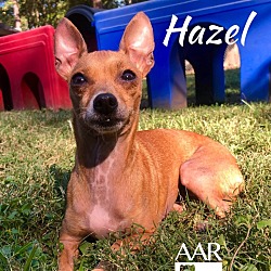 Thumbnail photo of Hazel #3