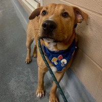adopt a pet