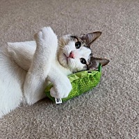 adopt a pet