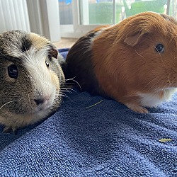 bonded pet photo