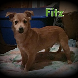 Thumbnail photo of Fitz #3