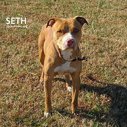 Thumbnail photo of Seth #2