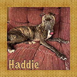 Photo of Haddie