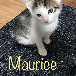 Thumbnail photo of Maurice  #1