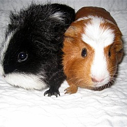 Thumbnail photo of Maisey & Fiona #1