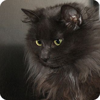 Columbia Il Domestic Longhair Meet Miss Grey A Pet For Adoption