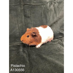 Photo of PISTACHIO