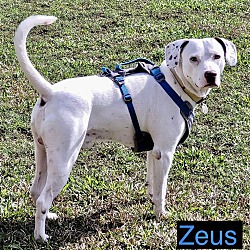 Thumbnail photo of ZEUS #3