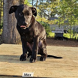 Thumbnail photo of Max #4