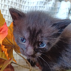 Photo of kitten3
