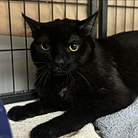 adopt-pet