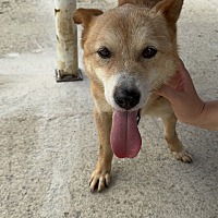 adopt-pet