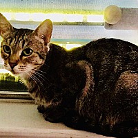 Burmese Kittens For Sale In Seattle Washington Adoptapet Com