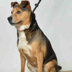 Puppies For Sale In Ukiah California Adoptapet Com