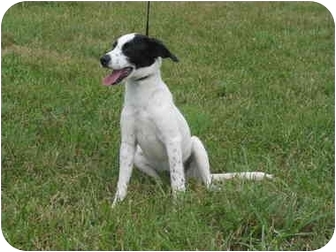 Stockton Mo German Shorthaired Pointer Meet Isabella A Pet For