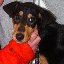 Photo of Dilly