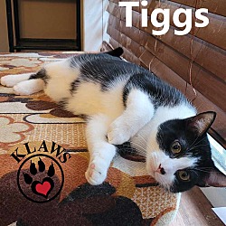 Thumbnail photo of Tiggs #2