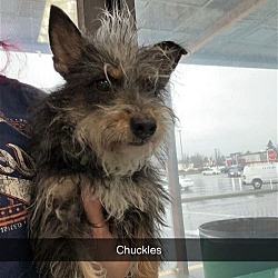 Photo of CHUCKLES