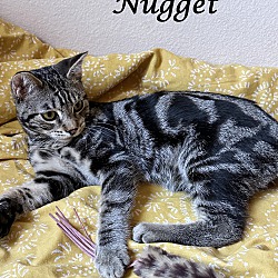 Thumbnail photo of NUGGET #3