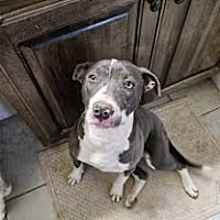 adopt a pet