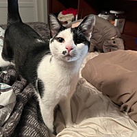 adopt a pet