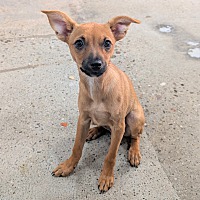 adopt a pet