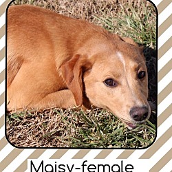 Thumbnail photo of Maisy (Reduced #4