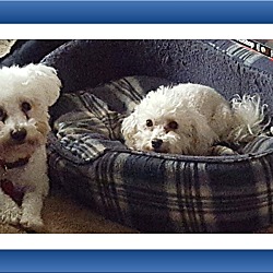 Thumbnail photo of Adopted!!Jazz & Ace - OK #1