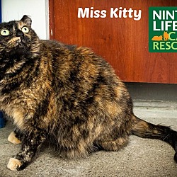 Thumbnail photo of Miss Kitty #4