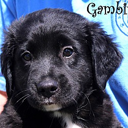 Thumbnail photo of Gambit~adopted! #4