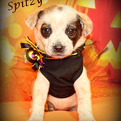 Thumbnail photo of Spitzy~adopted! #2