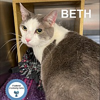 Photo of Beth the Bobtail
